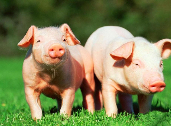 动物界的“高血压”