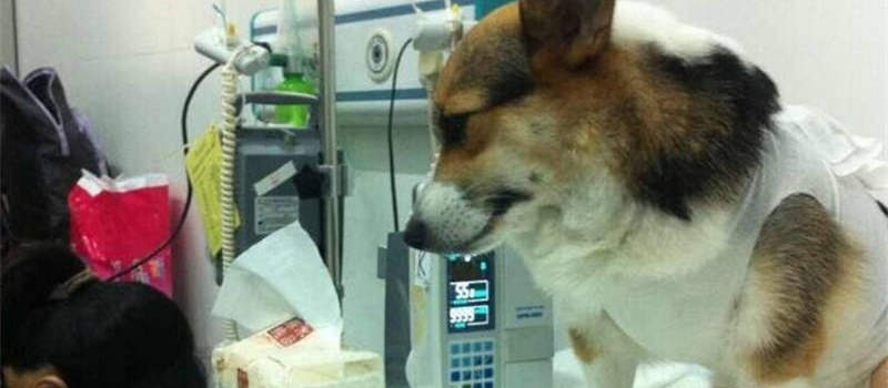 动物界的“高血压”