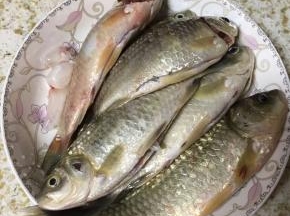 鲫鱼去鳞，破开取出内脏后洗净备用
