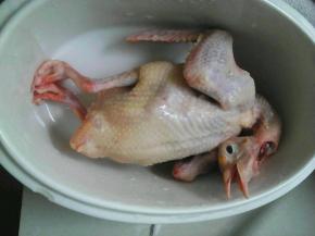 鸽子泡在水中，泡出血水清理干净