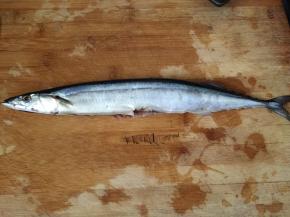 秋刀鱼腹部切口，去掉内脏洗净，在秋刀鱼的表面划斜刀