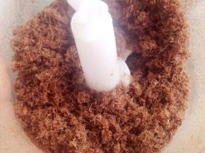 炒至牛肉烘干水分取出放入料理机中，打成肉松