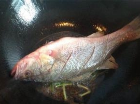 炒锅加热，倒入适量调和油，烧热后放姜片，将鲈鱼慢慢放入锅中，中小火慢煎