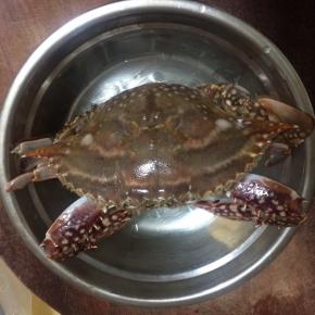 梭子蟹放入水中突出泥沙，用小刷子清洗干净