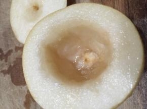雪梨洗净，从三分之一出切块，用勺子掏去梨核