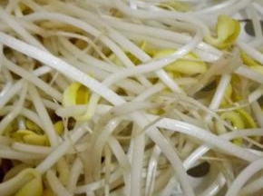 黄豆芽洗净备用