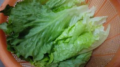 生菜洗干净备用