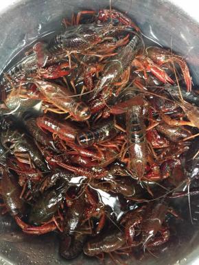 买来的小龙虾放入清水中，放置一夜，让小龙虾吐清泥沙