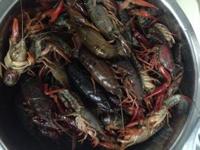 小龙虾用小刷子仔细的清洗干净，放在流水下冲洗。切段小龙虾的尾部抽出虾线。不喜欢吃头的也可以剪掉头部。