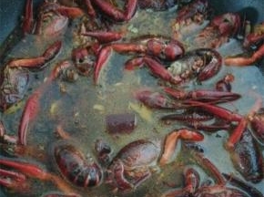 小龙虾微微卷曲之后加入可以没过食材的清水
