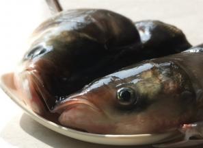 鱼头洗净，用刀对半剖开，在鱼头上抹上盐、醋和料酒进行腌制去腥入味