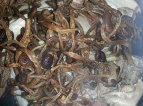 鸭块放在锅的底部，上面盖上茶树菇和枸杞，倒入2勺料酒大火煮开