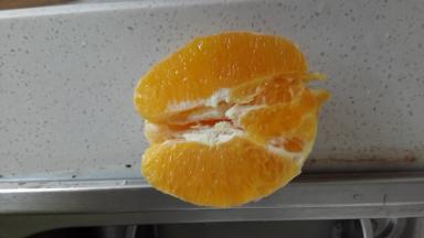 橙子清洗干净，剥好外皮， 橙皮和橙肉分别切成小块备用