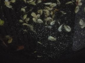 锅内添适量的水煮开