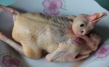 整只鸽子洗好后用料酒抹遍全身，按摩松弛后浸泡去腥