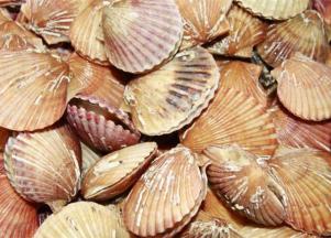 用刷子轻刷外壳 ，用刀把扇贝切开一分为二