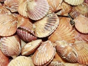 用刷子轻刷外壳 ，用刀把扇贝切开一分为二