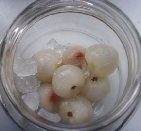 放入荔枝和白糖，放的时候1层荔枝放1层冰糖