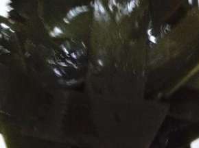 洗好的海带控水沥干