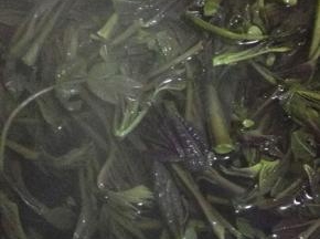 洗好的香椿放入锅内煮1分钟，捞出控干水分