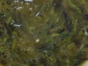 将鸡蛋打成蛋液，切好的香椿放入蛋液中，放入适量的盐和鸡精搅拌均匀