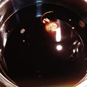 鸭胗放入锅内，倒入卤汁，生抽和老抽，白糖，放入八角，葱段大火煮开