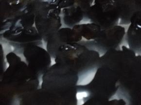 木耳用温水泡发