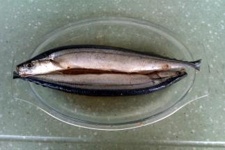 秋冬鱼洗干净沥干水，鱼身划刀口，用盐、黑胡椒粉和料酒腌渍半个小时