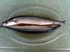 秋冬鱼洗干净沥干水，鱼身划刀口，用盐、黑胡椒粉和料酒腌渍半个小时