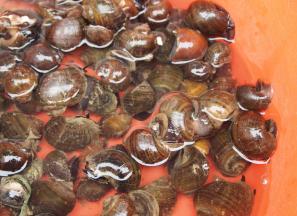 处理掉螺尾，刷洗螺壳，用淡盐水加少许香油浸泡一天一夜，待吐出残存物后，再加以烹饪