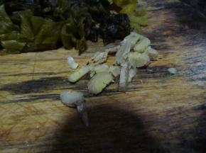 生姜切块备用
