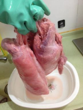 清洗猪肺，反复灌水冲洗除去血水，直到干净洁白晶莹