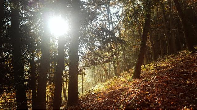 秋天来啦！秋季养生食疗指南！