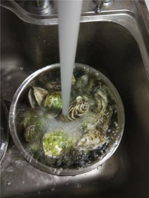 将买回来的海蛎子放在水龙头下冲洗赶紧