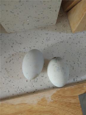 两个松花蛋，洗干净剥皮，切成四瓣