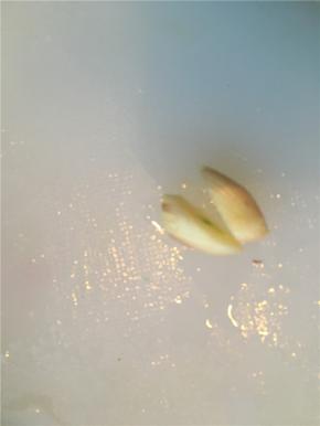 热油锅，加入一瓣蒜