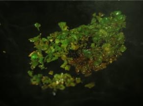 蛋花捞起，青椒下锅加入老干妈爆炒