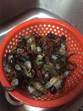 将小龙虾去腮去头去泥肠，用水清洗干净，如果讲究点可以用牙刷清洗。