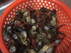 将小龙虾去腮去头去泥肠，用水清洗干净，如果讲究点可以用牙刷清洗。