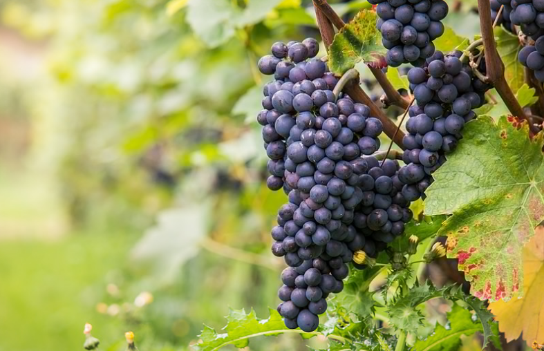 看见未婚妻素颜，男子要离婚？吃这几种食物，美丽由内而外！