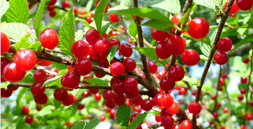 看见未婚妻素颜，男子要离婚？吃这几种食物，美丽由内而外！