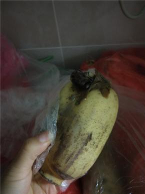 新鲜的藕一节，清洗干净