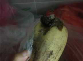 新鲜的藕一节，清洗干净