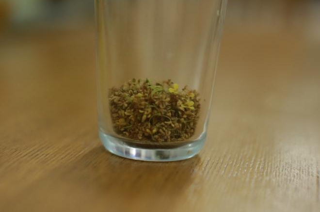 桂花茶