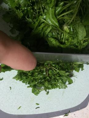 采摘好荠菜，洗干净，切成小段