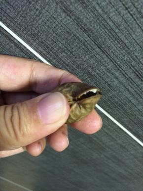 将新鲜花生洗净，将每颗花生轻轻捏开一条缝。