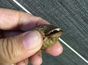 将新鲜花生洗净，将每颗花生轻轻捏开一条缝。