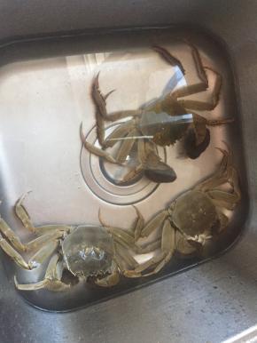 准备小湖蟹，洗干净，切开