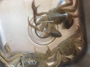 准备小湖蟹，洗干净，切开