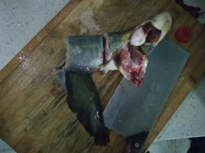 将鲶鱼洗干净、剖好，切成一段段